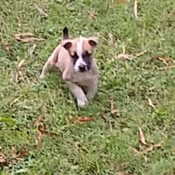 Pitbull/Husky Puppies