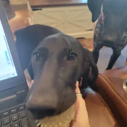 GSP/ Weimaraner mix