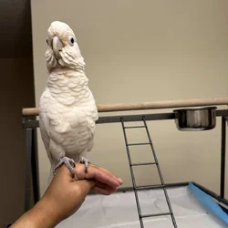 Goffin Cockatoo for Rehoming