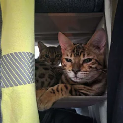 Bengal