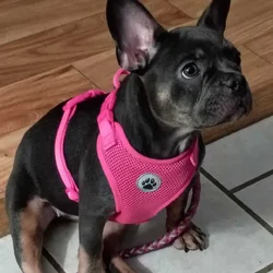 Female Frenchie