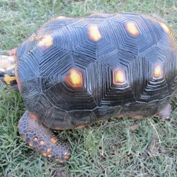 Adult female red foot tortoise