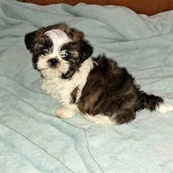 Female Shih Tzu Puppy