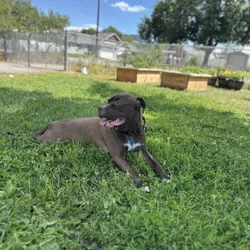 Meet Dash, your new best friend!
