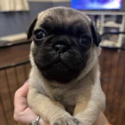 Fawn Pug Puppies
