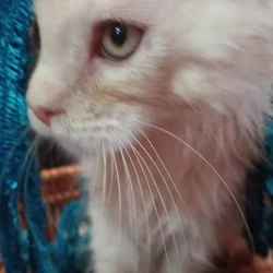 Big Bold Maine Coon Kittens