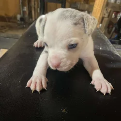 American bully