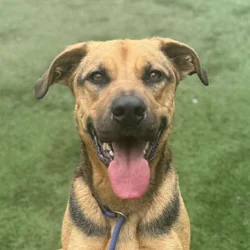 Max is in need of a forever home