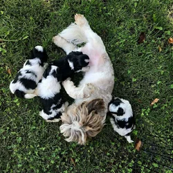 Shih Tzus Available