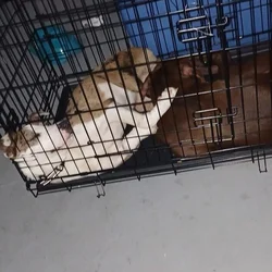 Please come save these babies