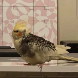 1 pair of cockatiels for sale