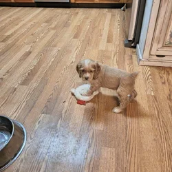 Cocker spaniel male puppies