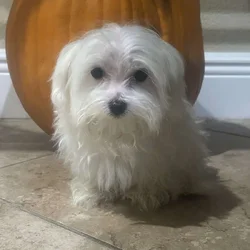 Male ( Maltese Puppy)