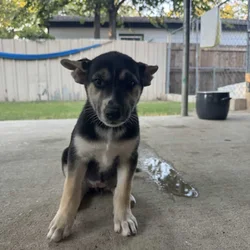 Mix husky puppies