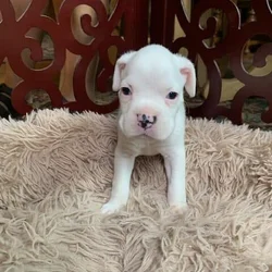 Pure bred boxer puppies for sale