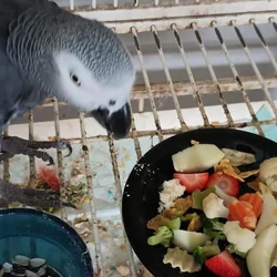 Congo African grey. ( Cage included )
