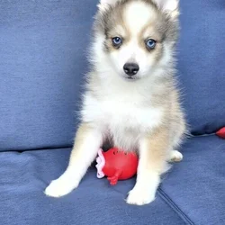 💙 Pomsky Lovers — Rare Opportunity, Unbeatable Pr