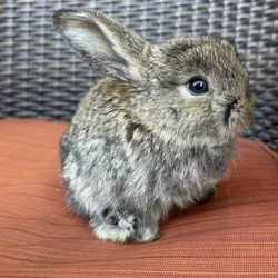 Fluffy Holland Lops