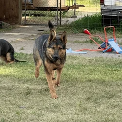 German Shepherd pups