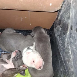 8 American bully/Staffordshire terrier puppies