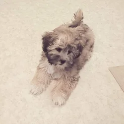 Shih poo puppy