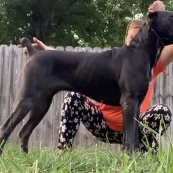 Cane corso puppies