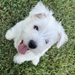West Highland Terrier Puppies for sale