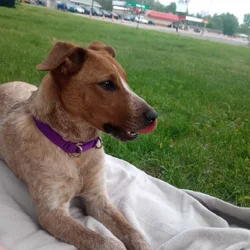 Red Heeler Puppy