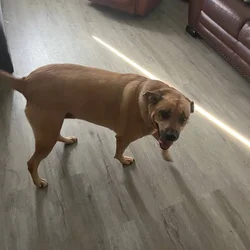 FREE TO GOOD HOME
