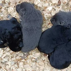 German Shepherd puppies