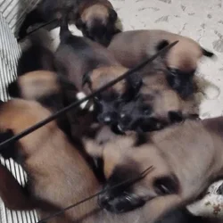 Belgium malinoise puppys
