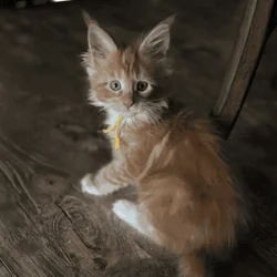 Female Maine Coon Large
