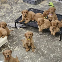 DARK RED AKC GOLDEN RETRIEVER PUPPIES