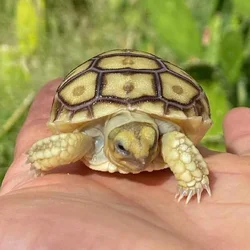 Baby Sulcata Tortosies