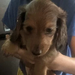 Mini Dachshund