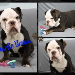 Charlie Brown male Olde English Bulldogge