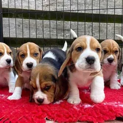 Beagle puppies