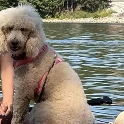 Standard poodle