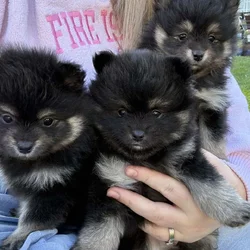 Pomeranian puppies