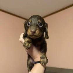 Miniature Dachshunds CKC Registered