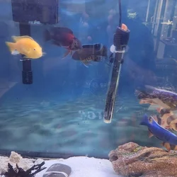 4 inch african cichlids