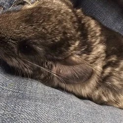 Baby Chinchilla