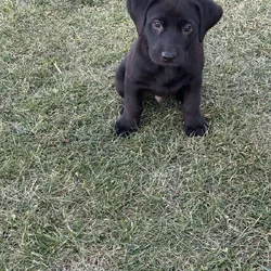 AKC Labrador Retrievers
