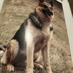 In search of German Shepherd i