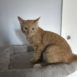 2 gatitos