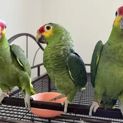 Red Lored Amazons