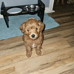 Mini golden doodle
