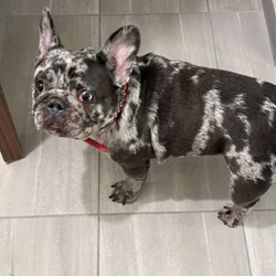 10 month Chocolate Merle French bulldog !!