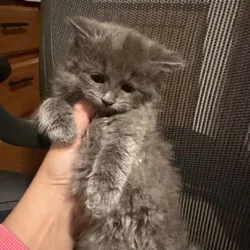 Super fluffy fluff balls