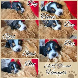 AKC Basset hounds